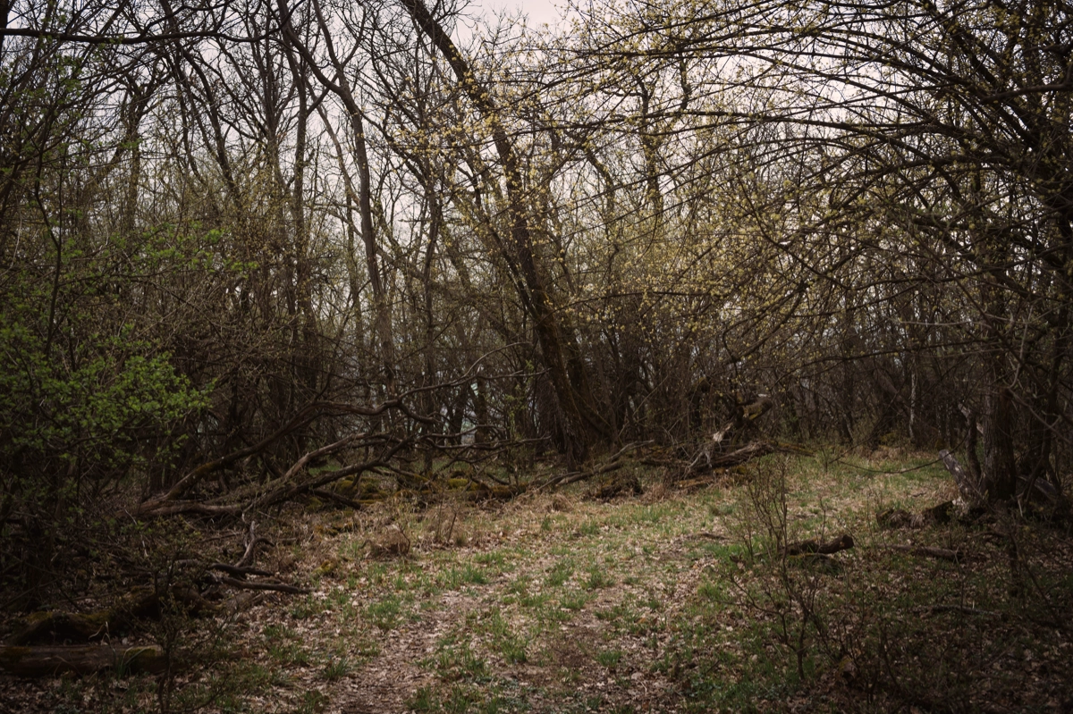 Parcel·la abandonada amb herbes altes